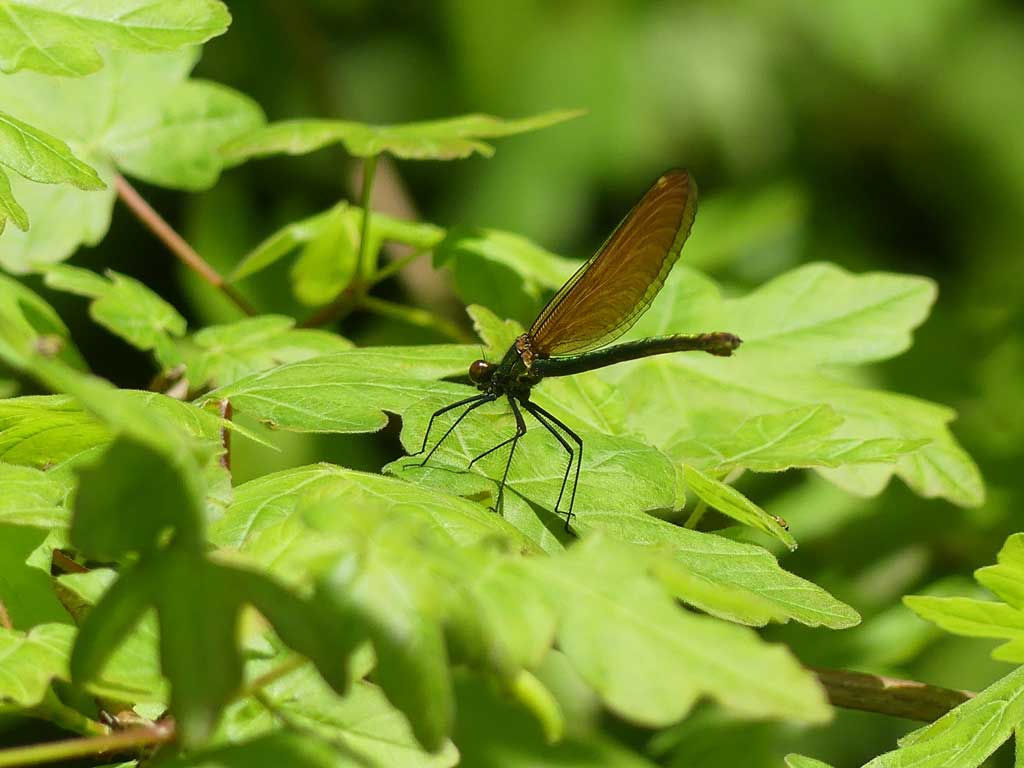 Calopteryx_virgo